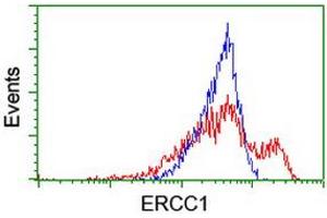 HEK293T cells transfected with either RC200478 overexpress plasmid (Red) or empty vector control plasmid (Blue) were immunostained by anti-ERCC1 antibody (ABIN2455607), and then analyzed by flow cytometry. (ERCC1 antibody)
