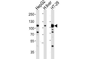 Western blot analysis of lysates from HepG2, H. (c-MET antibody  (Catalytic Domain))