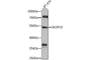 Western blot analysis of extracts of BT-474 cells, using DUSP10 antibody. (DUSP10 antibody)
