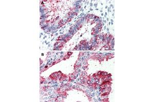 Immunohistochemical staining of human uterus (A) and human prostate (B) with GPR27 polyclonal antibody . (GPR27 antibody  (Cytoplasmic Domain))