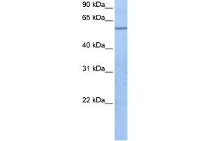 WB Suggested Anti-TRAF3IP3 Antibody Titration:  0. (TRAF3IP3 antibody  (C-Term))