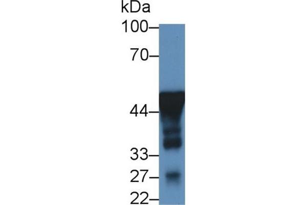 ENO2/NSE antibody  (AA 2-285)