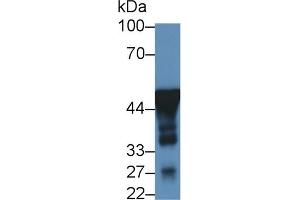 Detection of NSE in Mouse Cerebrum lysate using Monoclonal Antibody to Enolase, Neuron Specific (NSE) (ENO2/NSE antibody  (AA 2-285))