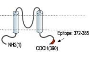 anti-Potassium Inwardly-Rectifying Channel, Subfamily J, Member 11 (KCNJ11) (AA 372-385), (C-Term), (Intracellular) antibody