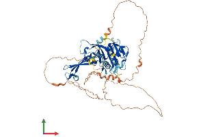 AlphaFold protein structure predicition of Human Recombinant USP17L7 Protein, UniprotID P0C7H9 (USP17L7 Protein (AA 1-530) (His tag))