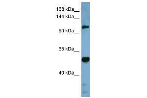 Cobl-Like 1 antibody used at 1 ug/ml to detect target protein. (COBLL1 antibody  (Middle Region))