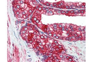 Anti-P4HB antibody IHC of human prostate. (P4HB antibody  (AA 499-509))