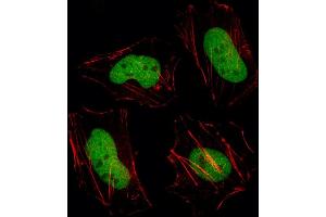 Fluorescent image of Hela cell stained with HDAC1 Antibody (C-term) (ABIN387945 and ABIN2844611)/SH040527D. (HDAC1 antibody  (C-Term))