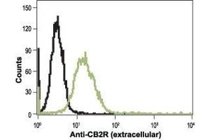 Cell surface detection of CB2 receptor in live intact human HL-60 promyelocytic leukaemia cells: (black line)  Cells + goat-anti-rabbit-FITC alone. (CNR2 antibody  (Extracellular, N-Term))