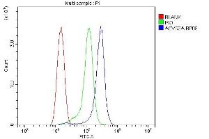 anti-Activin A Receptor, Type IIA (ACVR2A) (AA 421-513) antibody