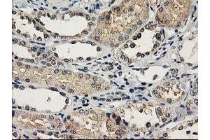 Immunohistochemical staining of paraffin-embedded Human Kidney tissue using anti-NAPEPLD mouse monoclonal antibody.
