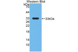 Western blot analysis of the recombinant protein. (p300 antibody  (AA 2124-2397))