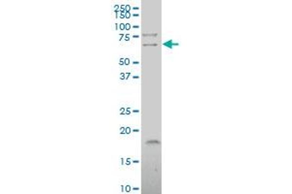 TSEN54 Antikörper  (AA 427-525)