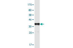 Western Blot detection against Immunogen (37. (MMP26 antibody  (AA 152-261))