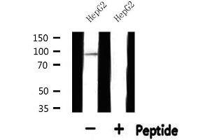 Western blot analysis of extracts from HepG2, using SOX6 Antibody. (SOX6 antibody  (N-Term))