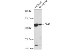 DRG2 antibody  (AA 150-260)