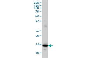 RPL36A monoclonal antibody (M02), clone 6H1 Western Blot analysis of RPL36A expression in HeLa . (RPL36A antibody  (AA 7-106))