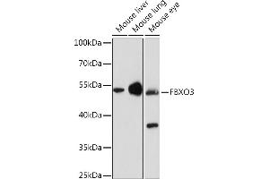 Western blot analysis of extracts of various cell lines, using FBXO3 Rabbit pAb (ABIN7267089) at 1:1000 dilution. (F-Box Protein 3 antibody  (AA 1-240))