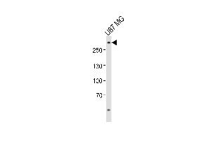 Western blot analysis of lysate from U-87 MG cell line, using ABCA2 Antibody (Center) (ABIN6243013 and ABIN6577834). (ABCA2 antibody  (AA 1339-1373))