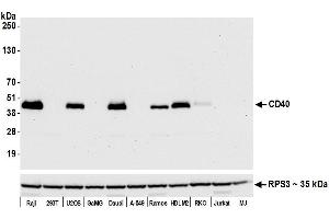 Western Blotting (WB) image for anti-CD40 (CD40) (AA 227-277) antibody (ABIN7454023) (Recombinant CD40 antibody  (AA 227-277))
