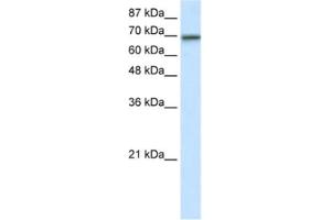 Western Blotting (WB) image for anti-Elongation Factor RNA Polymerase II (ELL) antibody (ABIN2461795)