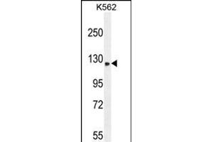 TMCO7 Antibody (C-term) (ABIN654975 and ABIN2844615) western blot analysis in K562 cell line lysates (35 μg/lane). (TANGO6/TMCO7 antibody  (C-Term))
