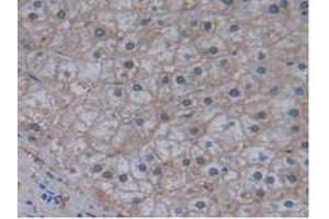 Figure. (JAG2 antibody  (AA 714-981))