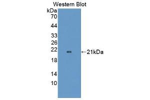 Figure. (OPA3 antibody  (AA 23-179))
