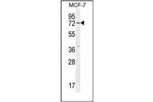 Western blot analysis of Otopetrin-3 Antibody (C-term) in MCF-7 cell line lysates (35ug/lane). (OTOP3 antibody  (C-Term))