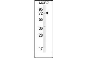 Western blot analysis of Otopetrin-3 Antibody (C-term) in MCF-7 cell line lysates (35ug/lane). (OTOP3 antibody  (C-Term))
