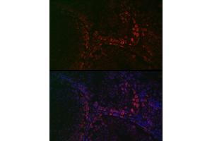 Immunofluorescence analysis of mouse testis using DAZL Rabbit pAb (ABIN6130243, ABIN6139416, ABIN6139417 and ABIN6218163) at dilution of 1:100 (40x lens). (DAZL antibody  (AA 186-295))