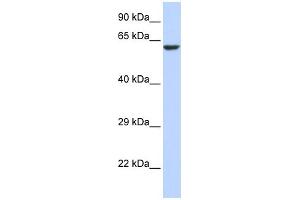 WB Suggested Anti-KCNV1 Antibody Titration:  0. (KCNV1 antibody  (N-Term))