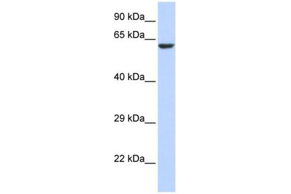 KCNV1 antibody  (N-Term)
