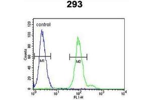 CFB Antibody (Center) flow cytometric analysis of 293 cells (right histogram) compared to a negative control cell (left histogram). (Complement Factor B antibody  (Middle Region))