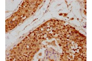 IHC image of ABIN7144459 diluted at 1:700 and staining in paraffin-embedded human testis tissue performed on a Leica BondTM system. (SIVA1 antibody  (AA 1-110))