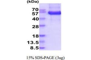 SDS-PAGE (SDS) image for Pregnancy Specific beta-1-Glycoprotein 1 (PSG1) (AA 35-419) protein (His tag) (ABIN5854946)