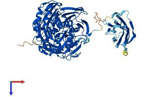 NHL Repeat Containing 2 (NHLRC2) (AA 1-726) protein (His tag)