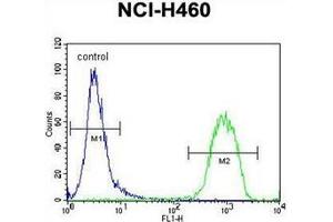 Flow cytometric analysis of NCI-H460 cells using RAD54L Antibody (C-term) Cat. (RAD54L antibody  (C-Term))