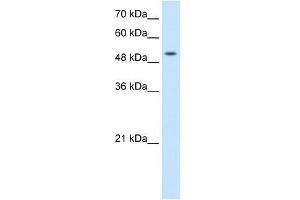 SLC41A2 antibody used at 2.