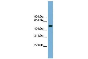 Ubiquilin-Like antibody used at 1 ug/ml to detect target protein. (UBQLNL antibody  (Middle Region))