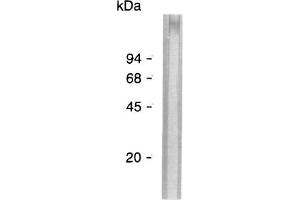 Western Blot analysis of ABIN125762 specificity. (Aggregation Factor antibody)