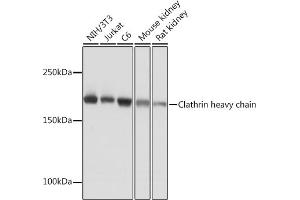 Western blot analysis of extracts of various cell lines, using Clathrin heavy chain Rabbit mAb (ABIN7266404) at 1:1000 dilution. (Clathrin Heavy Chain (CLTC) antibody)