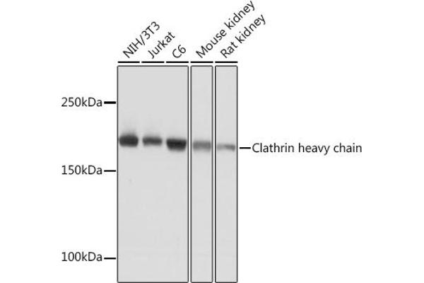 Clathrin Heavy Chain (CLTC) antibody