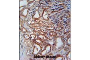 MOSC1 Antibody immunohistochemistry analysis in formalin fixed and paraffin embedded human kidney tissue followed by peroxidase conjugation of the secondary antibody and DAB staining.
