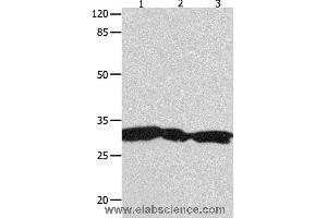 Western blot analysis of Hela, 293T and Jurkat cell  , using YWHAG Polyclonal Antibody at dilution of 1:1800 (14-3-3 gamma antibody)