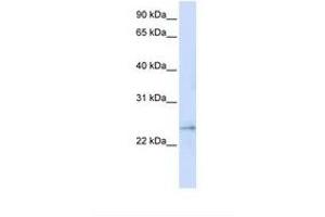 Image no. 1 for anti-Family with Sequence Similarity 156, Member A (FAM156A) (C-Term) antibody (ABIN6737949) (FAM156A antibody  (C-Term))