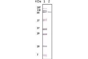 Western Blotting (WB) image for anti-Mismatch Repair Protein 2 (MSH2) antibody (ABIN2464085) (MSH2 antibody)