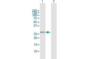 Western Blot analysis of RAB23 expression in transfected 293T cell line by RAB23 MaxPab polyclonal antibody.