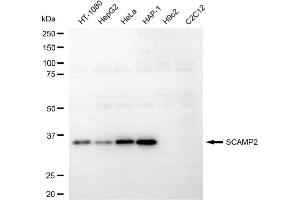 Western blotting analysis using SCAMP2 antibody (ABIN7800289).