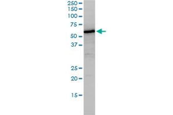 Nucleobindin 1 antibody  (AA 28-461)